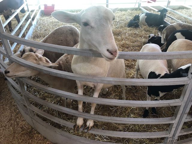 Petting Zoo